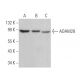 ADAM28 Antibody (H-4) - Western Blotting - Image 364562
