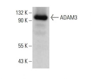 ADAM3 Antibody (F-4)