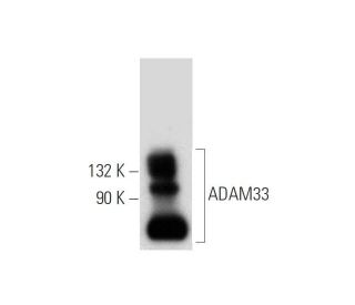 ADAM33 Antibody (A-3) - Western Blotting - Image 314178 
