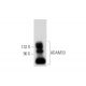 ADAM33 Antibody (A-3) - Western Blotting - Image 314178 