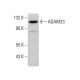 ADAM33 Antibody (A-3) - Western Blotting - Image 384795