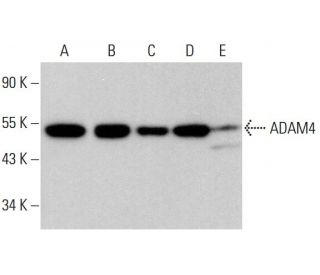 ADAM4 Antibody (D-4) - Western Blotting - Image 377455 