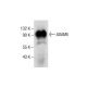 ADAM5 Antibody (C-6) - Western Blotting - Image 286767