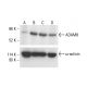 ADAM8 Antibody (F-5) - Western Blotting - Image 412164 