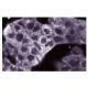 ADAM9 Antibody (15) - Immunofluorescence - Image 60543