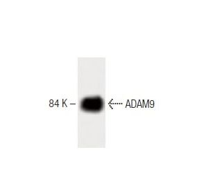 ADAM9 Antibody (15) - Western Blotting - Image 60228 