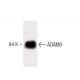 ADAM9 Antibody (15) - Western Blotting - Image 60228 
