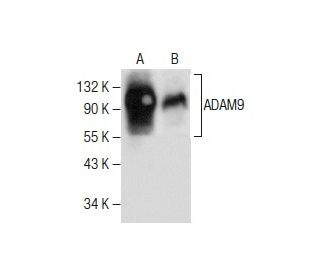western blotting image from recommended ADAM9 (G-1) monoclonal antibody replacement. Image 282564