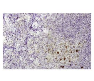 ADAMDEC1 Antibody (LL-17) - Immunohistochemistry - Image 36046