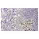 ADAMDEC1 Antibody (LL-17) - Immunohistochemistry - Image 36046