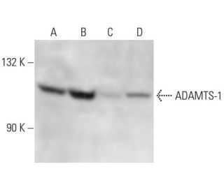 ADAMTS-1 Antibody (30D445.1) - Western Blotting - Image 15209 