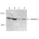 ADAMTS-1 Antibody (30D445.1) - Western Blotting - Image 15209 