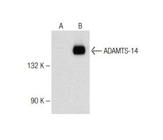 ADAMTS-14 Antibody (G-8) - Western Blotting - Image 147807