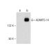 ADAMTS-14 Antibody (G-8) - Western Blotting - Image 147807