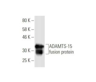 ADAMTS-15 Antibody (5F3) - Western Blotting - Image 350348
