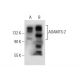 ADAMTS-2 Antibody (18Q) - Western Blotting - Image 137684