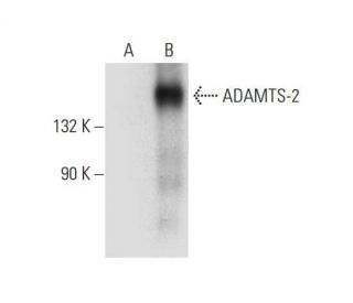 ADAMTS-2 Antibody (H-4) - Western Blotting - Image 305779