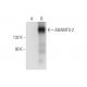 ADAMTS-2 Antibody (H-4) - Western Blotting - Image 305779
