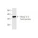 ADAMTS-3 Antibody (1H8) - Western Blotting - Image 349004