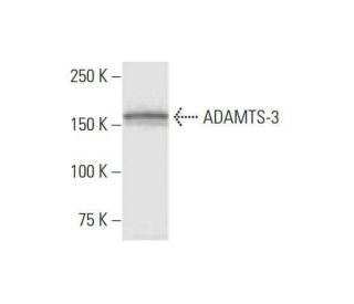 ADAMTS-3 Antibody (1H8) - Western Blotting - Image 352174 