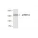 ADAMTS-3 Antibody (1H8) - Western Blotting - Image 352174 