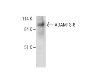 ADAMTS-8 Antibody (G-4) - Western Blotting - Image 326551 