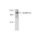 ADAMTS-8 Antibody (G-4) - Western Blotting - Image 326551 