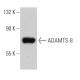 ADAMTS-8 Antibody (G-4) - Western Blotting - Image 366052 