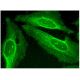 ADAMTS-L4 Antibody (H-9) - Immunofluorescence - Image 293767 