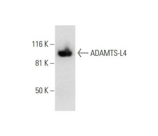 ADAMTS-L4 Antibody (H-9) - Western Blotting - Image 294658 