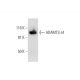 ADAMTS-L4 Antibody (H-9) - Western Blotting - Image 294658 