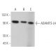 ADAMTS-L4 Antibody (H-9) - Western Blotting - Image 367251