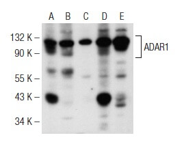sdv5 ピックアップレア　セミコンプ ADAR1 Antibody (D-8) | SCBT - Santa Cruz Biotechnology