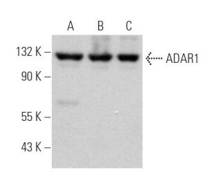 western blotting image from recommended ADAR1 (D-8) monoclonal antibody replacement. Image 369808