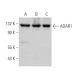 western blotting image from recommended ADAR1 (D-8) monoclonal antibody replacement. Image 369808