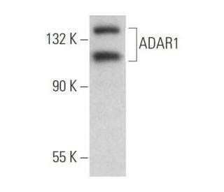 ADAR1 Antibody (15.8.6) - Western Blotting - Image 361763The Double Nickase Plasmid features a U6 promoter for sgRNA expression, a 20 nt targeting sequence, and a gRNA scaffold to guide Cas9n. It includes a CBh promoter for Cas9n (D10A) and puromycin resistance, GFP for transfection verification, and nuclear localization signals (NLS). The 2A peptide allows co-expression of Cas9n and Puro from a single promoter, enabling precise genome editing with reduced off-target effects.