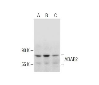 western blotting image from recommended ADAR2 (C-6) monoclonal antibody replacement. Image 325252