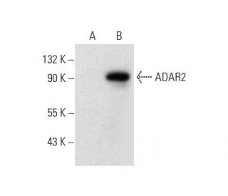 ADAR2 Antibody (C-2) - Western Blotting - Image 301340