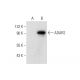 ADAR2 Antibody (C-2) - Western Blotting - Image 301340