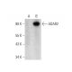 ADAR2 Antibody (C-6) - Western Blotting - Image 324750 