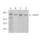 ADAR2 Antibody (C-6) - Western Blotting - Image 361876