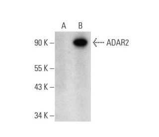 ADAR2 Antibody (C-6) - Western Blotting - Image 324750