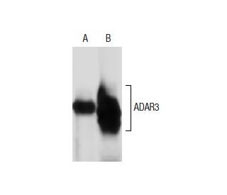 ADAR3 Antibody (3.591) - Western Blotting - Image 137491 