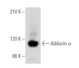 Adducin &alpha; Antibody (C-4) - Western Blotting - Image 355562 