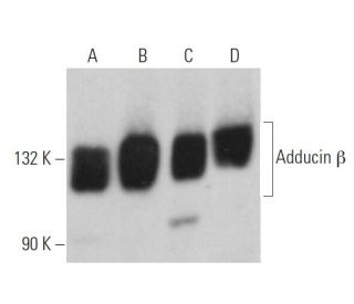 Adducin &beta; Antibody (E-11) - Western Blotting - Image 374715 