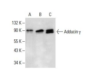 Adducin &gamma; Antibody (D-11) - Western Blotting - Image 288284 