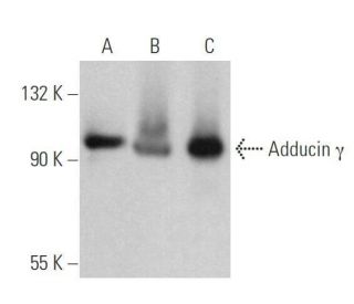 Adducin &gamma; Antibody (E-1) - Western Blotting - Image 358887 