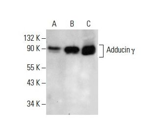 western blotting image from recommended Adducin &gamma; (G-2) monoclonal antibody replacement. Image 288283