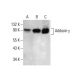 western blotting image from recommended Adducin γ (G-2) monoclonal antibody replacement. Image 288283