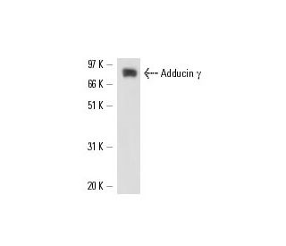 Adducin &gamma; Antibody (E-1) - Western Blotting - Image 17032 